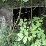 Umocnienia Twierdzy Brzeskiej „Fort lit. O” w Koroszczynie