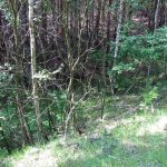 Umocnienia Twierdzy Brzeskiej „Fort lit. O” w Koroszczynie