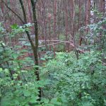 Umocnienia Twierdzy Brzeskiej „Fort lit. O” w Koroszczynie