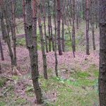 Umocnienia Twierdzy Brzeskiej „Fort lit. O” w Koroszczynie