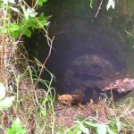 Umocnienia Twierdzy Brzeskiej „Fort lit. O” w Koroszczynie