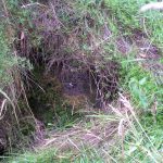 Umocnienia Twierdzy Brzeskiej „Fort lit. O” w Koroszczynie