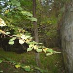 Umocnienia Twierdzy Brzeskiej „Fort lit. O” w Koroszczynie