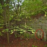 Umocnienia Twierdzy Brzeskiej „Fort lit. O” w Koroszczynie