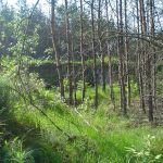 Umocnienia Twierdzy Brzeskiej „Fort lit. O” w Koroszczynie