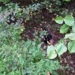 Umocnienia Twierdzy Brzeskiej „Fort lit. O” w Koroszczynie