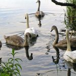 Rzeka Bug i Jezioro Trojan