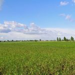 Zapomniany cmentarz wojenny z 1915 roku w okolicach Rokitna