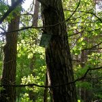 Zapomniany cmentarz wojenny z 1915 roku w okolicach Rokitna