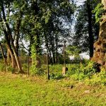 Zapomniany cmentarz wojenny z 1915 roku w okolicach Rokitna