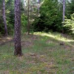 Zapomniany cmentarz wojenny z 1915 roku w okolicach Rokitna