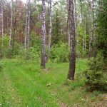 Zapomniany cmentarz wojenny z 1915 roku w okolicach Rokitna