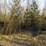 Umocnienia Twierdzy Brzeskiej „Fort lit. K” w Kobylanach