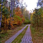 Stacja Radiolokacyjna „AVIA W” w lasach Wólki Plebańskiej