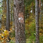 Stacja Radiolokacyjna „AVIA W” w lasach Wólki Plebańskiej