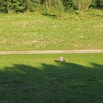 Słowiańskie ślady