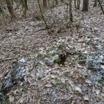 Słowiańskie ślady