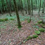 Słowiańskie ślady