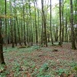 Słowiańskie ślady