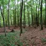 Słowiańskie ślady