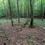 Słowiańskie ślady