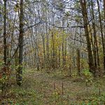 Stacja Radiolokacyjna „AVIA W” w lasach Wólki Plebańskiej