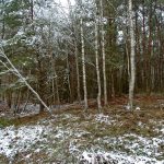 Słowiańskie ślady