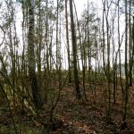 Słowiańskie ślady