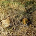 Słowiańskie ślady