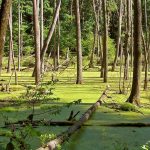 Słowiańskie ślady