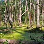 Słowiańskie ślady