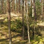 Słowiańskie ślady