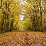 Stacja Radiolokacyjna „AVIA W” w lasach Wólki Plebańskiej