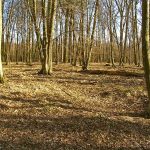 Słowiańskie ślady