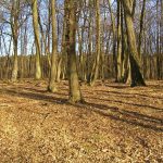 Słowiańskie ślady