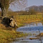 Umocnienia Twierdzy Brzeskiej „Bateria Kolonia Dobratycze”