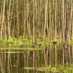 Słowiańskie ślady