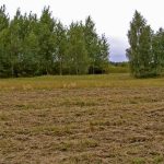 Umocnienia Twierdzy Brzeskiej „Bateria Kolonia Dobratycze”