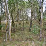 Umocnienia Twierdzy Brzeskiej „Bateria Kolonia Dobratycze”