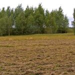 Umocnienia Twierdzy Brzeskiej „Bateria Kolonia Dobratycze”