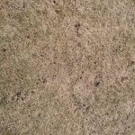 Biała Samorządowa pyta co ze stadionem i murawą