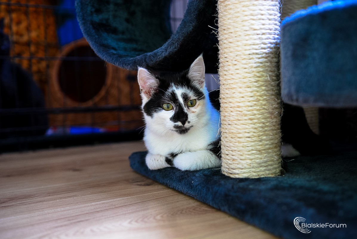 Fundacji Dom Belli z nową klatką od Białej Samorządowej