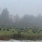 Biała Samorządowa pyta co ze stadionem i murawą