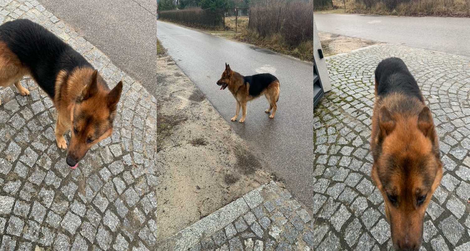 Pies w Styrzyńcu