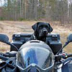 Psy ratownicze w 2 LBOT