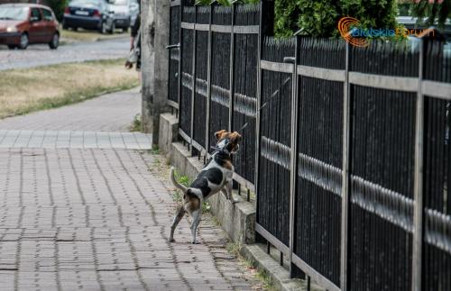 06.20 Procesja Bożego Ciała Parafia Wniebowzięcia NMP w Białej Podlaskiej 1041